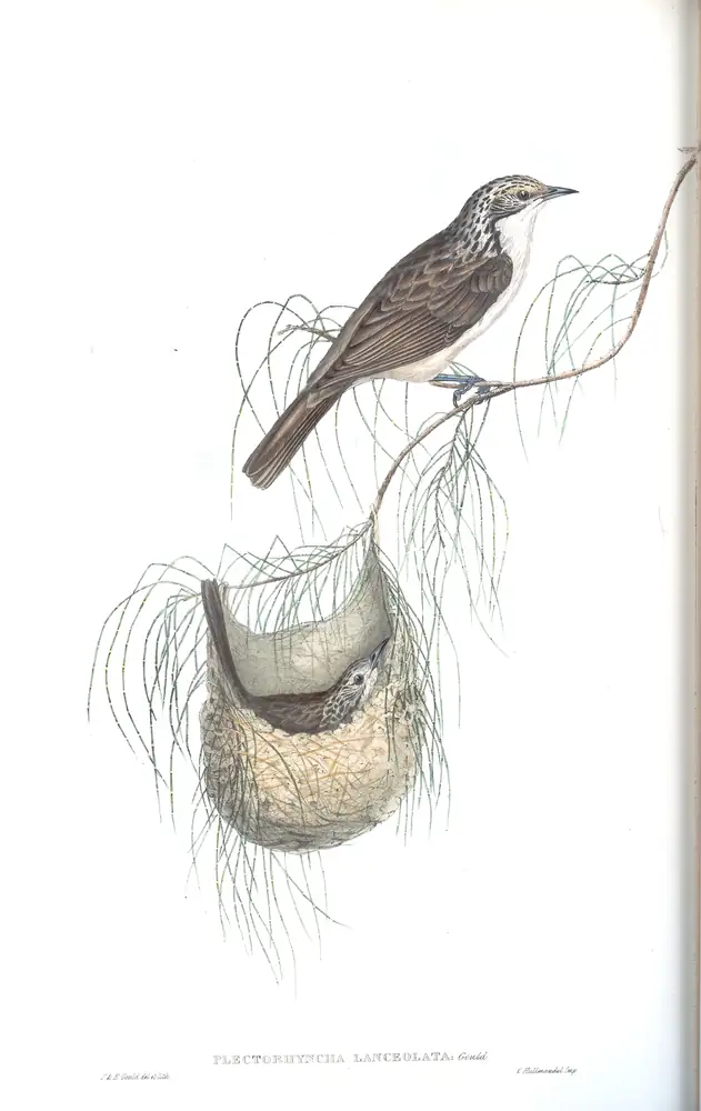 The whole sheet of volume IV, plate 47, with its engraved caption