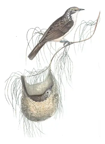 Volume IV, plate 47 of Gould's The Birds of Australia: Striped Honeyeater (Plectorhyncha lanceolata)