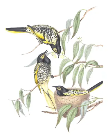 Volume IV, plate 48 of Gould's The Birds of Australia: Regent Honeyeater (Anthochaera phrygia)