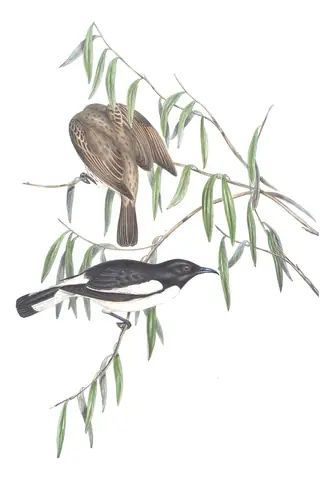 Volume IV, plate 49 of Gould's The Birds of Australia: Pied Honeyeater (Certhionyx variegatus)