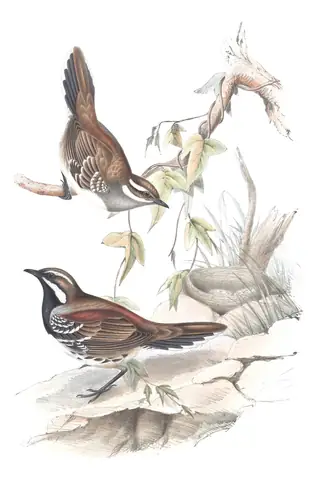 Volume IV, plate 5 of Gould's The Birds of Australia: Chestnut Quail-thrush (Cinclosoma castanotum)