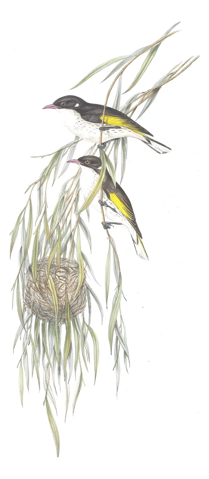 Volume IV, plate 50 of Gould's The Birds of Australia: Painted Honeyeater (Grantiella picta)