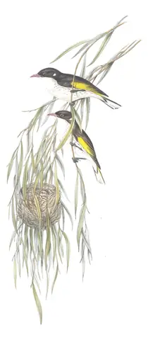 Volume IV, plate 50 of Gould's The Birds of Australia: Painted Honeyeater (Grantiella picta)
