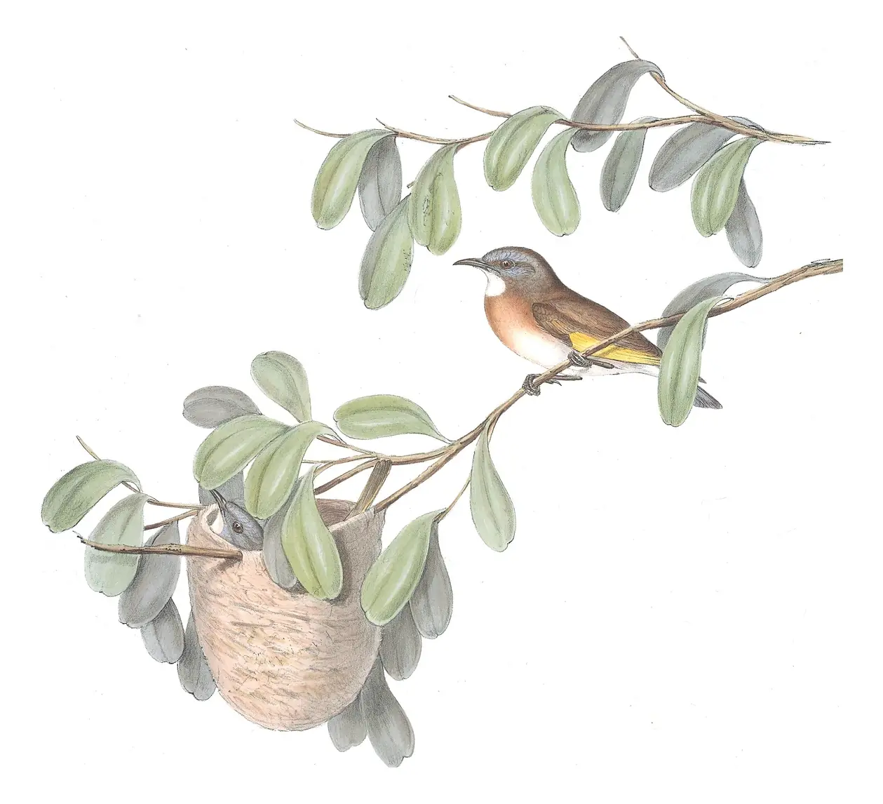 Volume IV, plate 51 of Gould's The Birds of Australia: Rufous-banded Honeyeater (Conopophila albogularis)