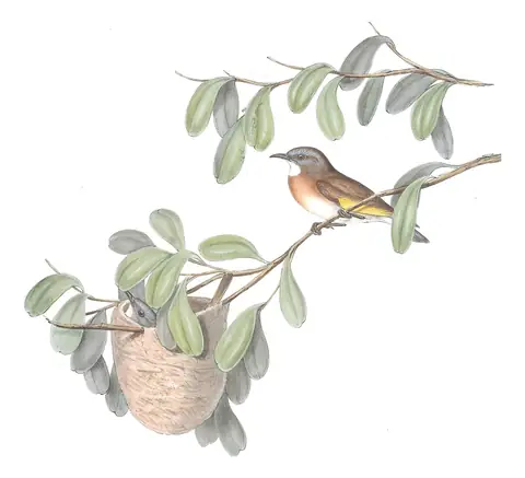 Volume IV, plate 51 of Gould's The Birds of Australia: Rufous-banded Honeyeater (Conopophila albogularis)