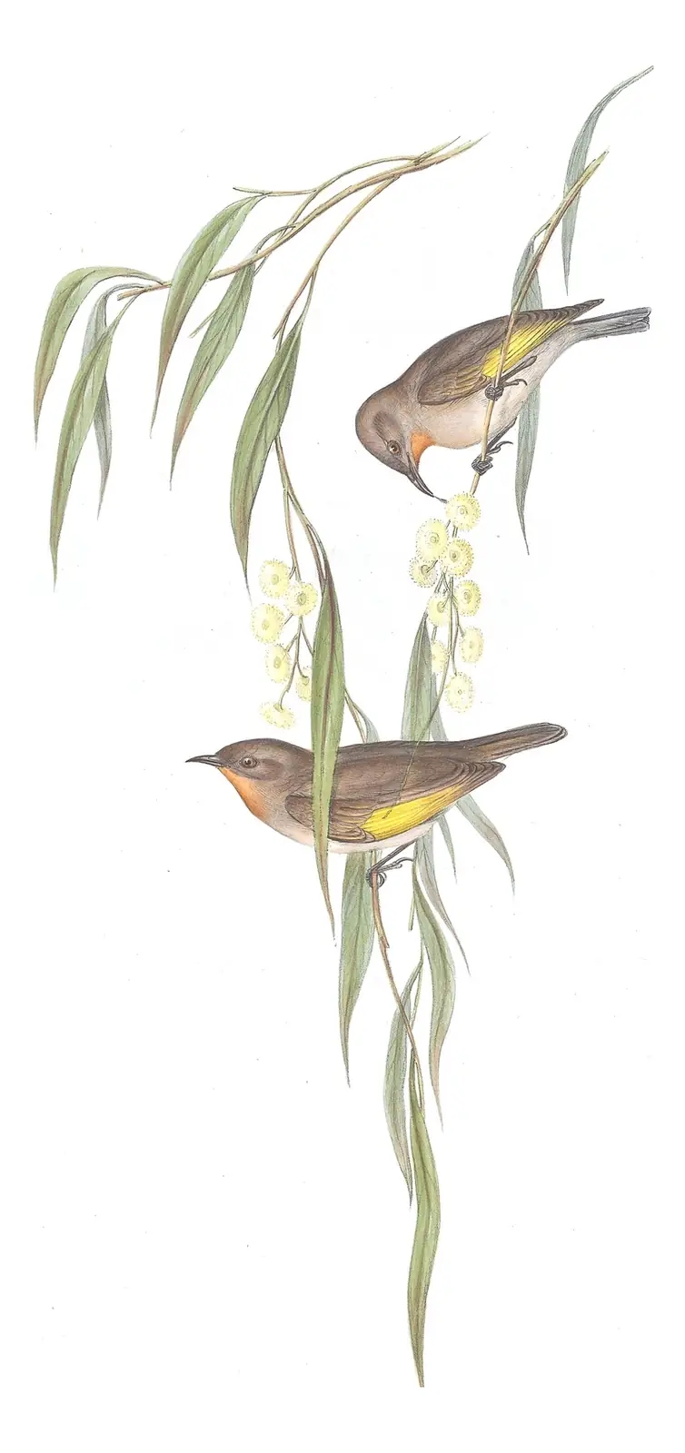 Volume IV, plate 52 of Gould's The Birds of Australia: Rufous-throated Honeyeater (Conopophila rufogularis)