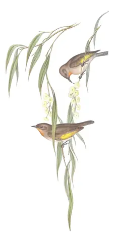 Volume IV, plate 52 of Gould's The Birds of Australia: Rufous-throated Honeyeater (Conopophila rufogularis)