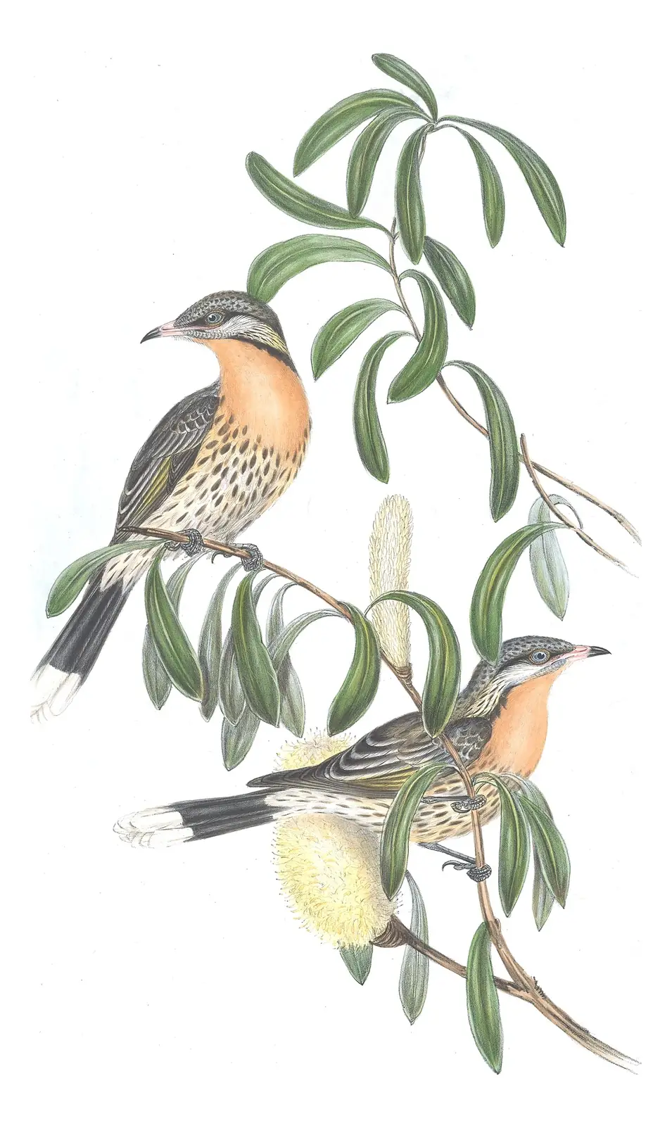 Volume IV, plate 53 of Gould's The Birds of Australia: Spiny-cheeked Honeyeater (Acanthagenys rufogularis)