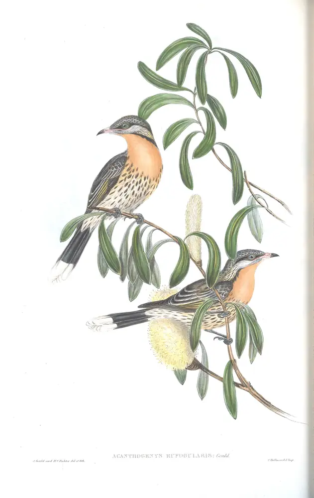 The whole sheet of volume IV, plate 53, with its engraved caption