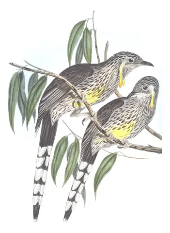 Volume IV, plate 54 of Gould's The Birds of Australia: Yellow Wattlebird (Anthochaera paradoxa)
