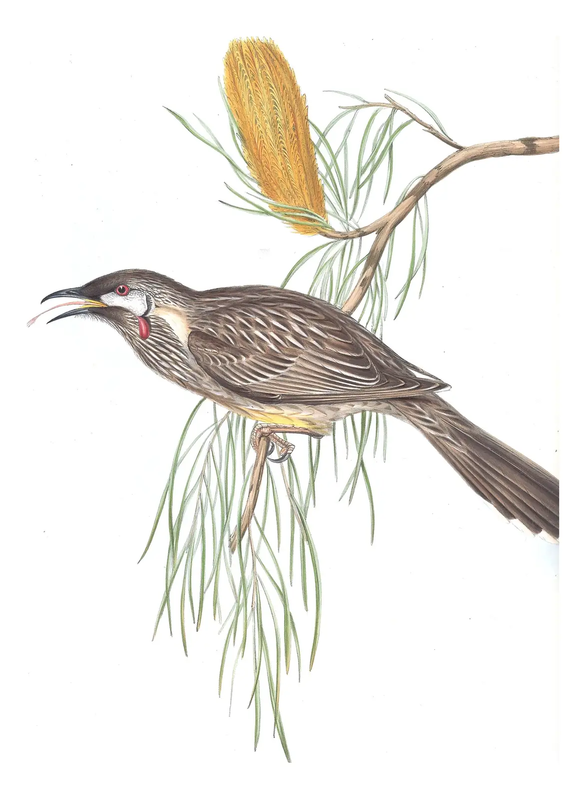 Volume IV, plate 55 of Gould's The Birds of Australia: Red Wattlebird (Anthochaera carunculata)