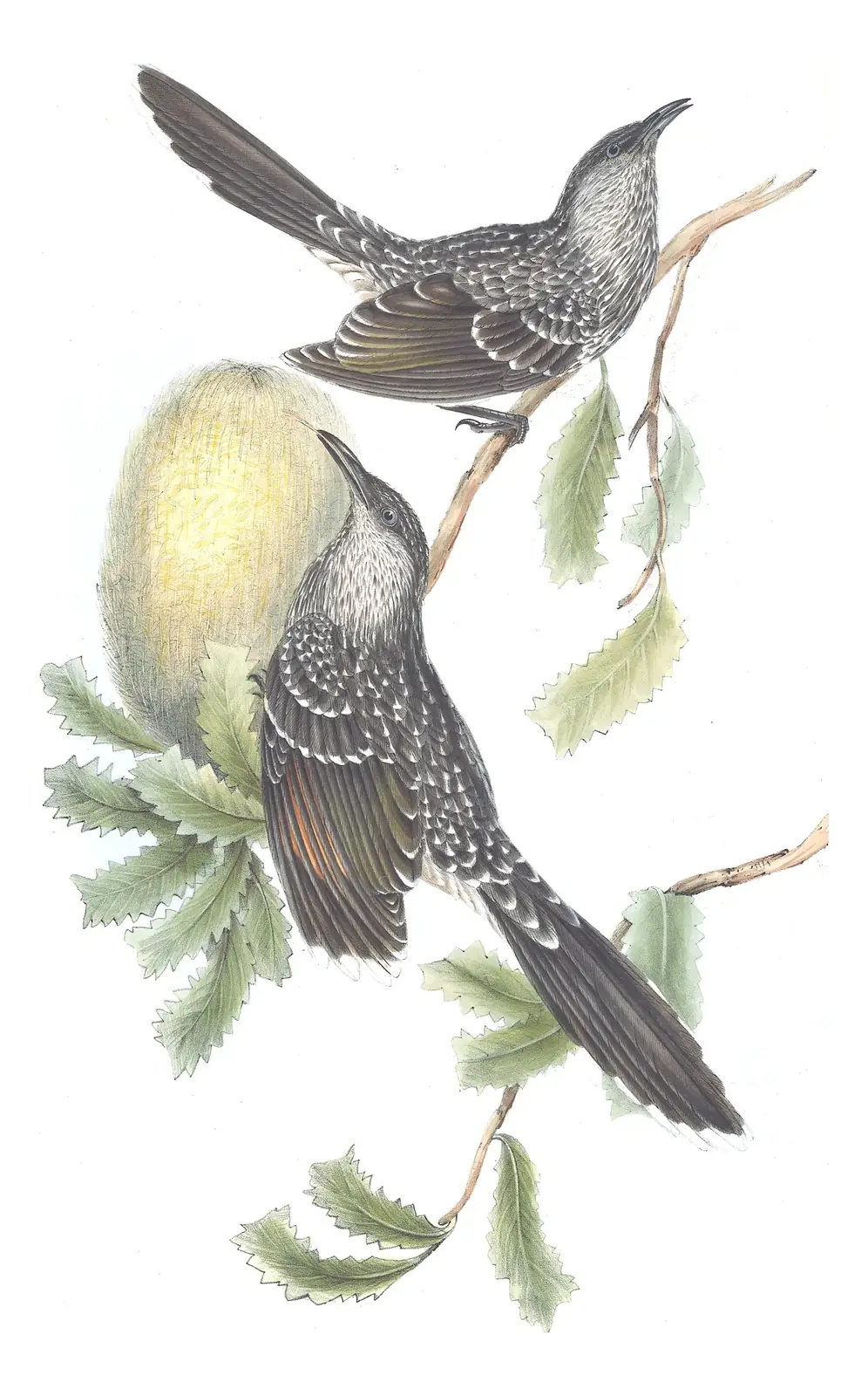 Volume IV, plate 56 of Gould's The Birds of Australia: Little Wattlebird (Anthochaera chrysoptera)