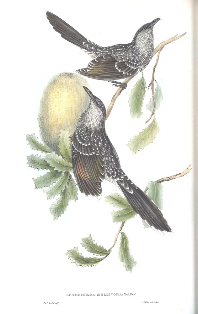 The whole sheet of volume IV, plate 56, with its engraved caption