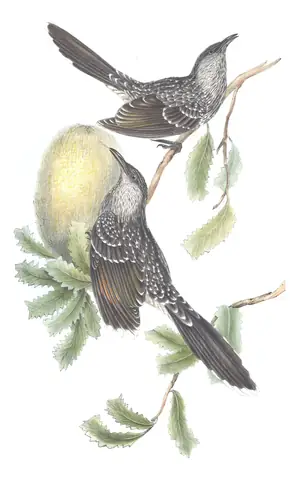 Volume IV, plate 56 of Gould's The Birds of Australia: Little Wattlebird (Anthochaera chrysoptera)