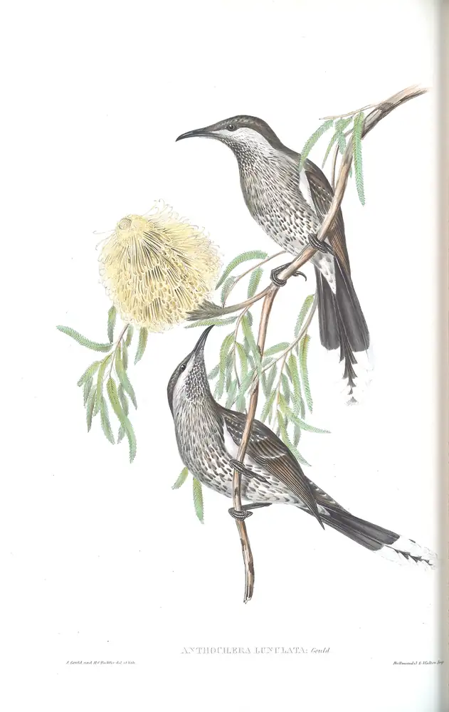 The whole sheet of volume IV, plate 57, with its engraved caption