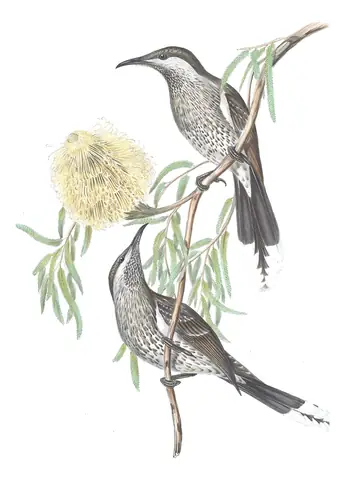 Volume IV, plate 57 of Gould's The Birds of Australia: Western Wattlebird (Anthochaera lunulata)