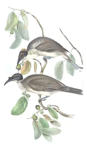 Volume IV, plate 58 of Gould's The Birds of Australia: Noisy Friarbird (Philemon corniculatus)