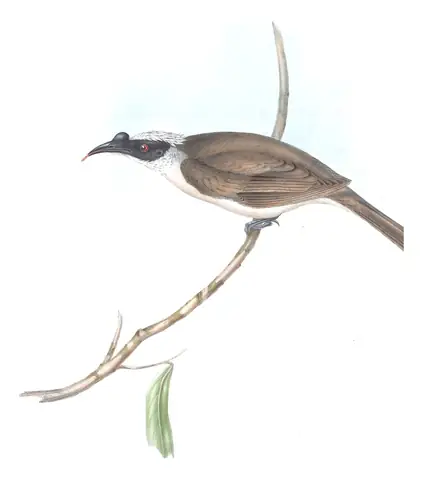 Volume IV, plate 59 of Gould's The Birds of Australia: Silver-crowned Friarbird (Philemon argenticeps)