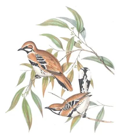 Volume IV, plate 6 of Gould's The Birds of Australia: Cinnamon Quail-thrush (Cinclosoma cinnamomeum)