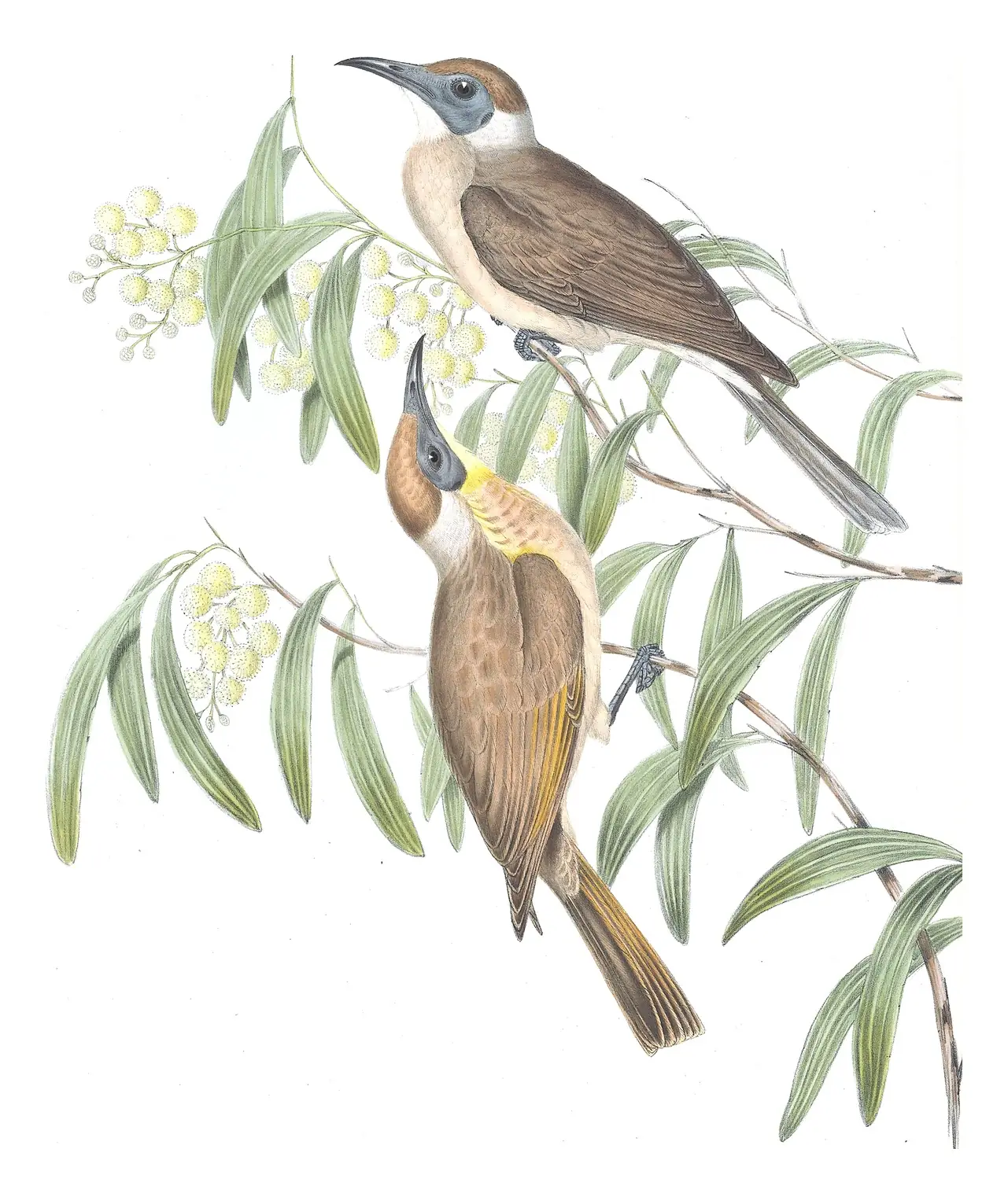 Volume IV, plate 60 of Gould's The Birds of Australia: Little Friarbird (Philemon citreogularis)