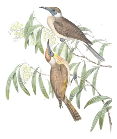 Volume IV, plate 60 of Gould's The Birds of Australia: Little Friarbird (Philemon citreogularis)