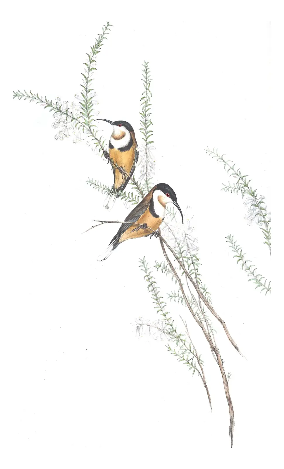Volume IV, plate 61 of Gould's The Birds of Australia: Eastern Spinebill (Acanthorhynchus tenuirostris)