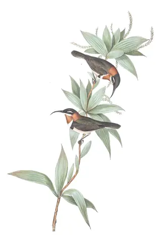 Volume IV, plate 62 of Gould's The Birds of Australia: Western Spinebill (Acanthorhynchus superciliosus)