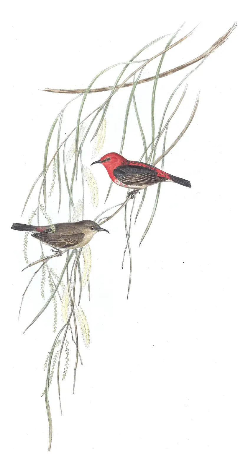 Volume IV, plate 63 of Gould's The Birds of Australia: Scarlet Myzomela (Myzomela sanguinolenta)