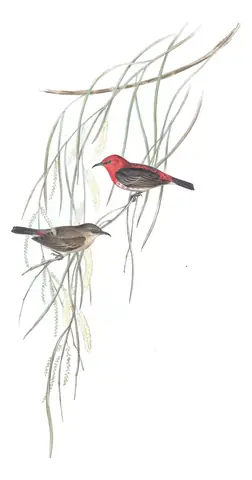 Volume IV, plate 63 of Gould's The Birds of Australia: Scarlet Myzomela (Myzomela sanguinolenta)