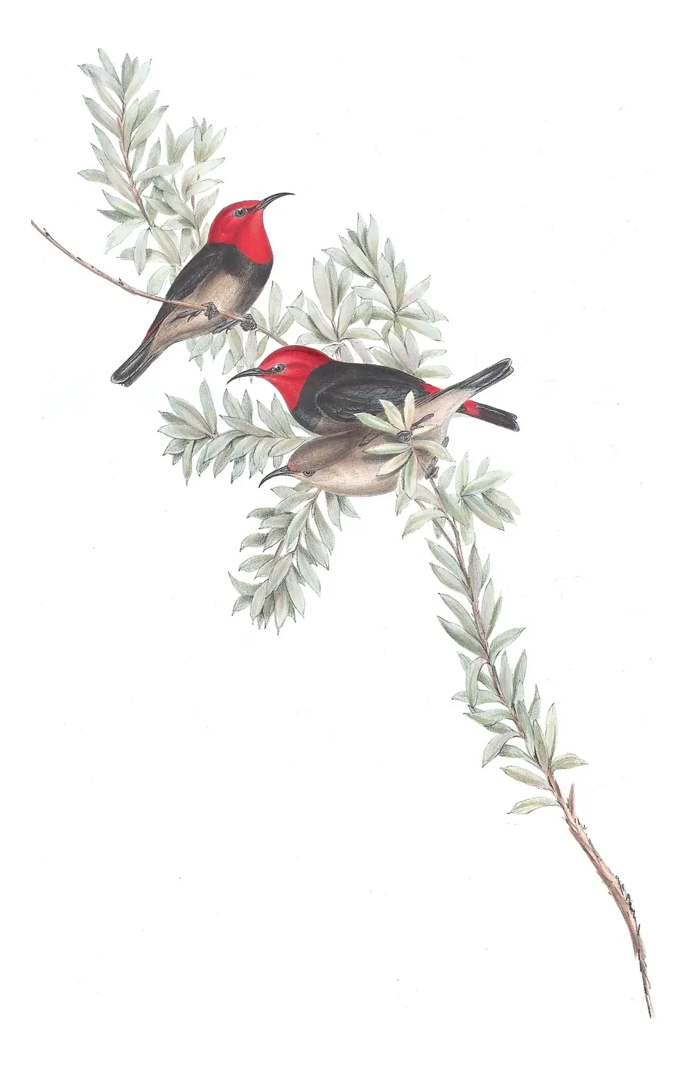 Volume IV, plate 64 of Gould's The Birds of Australia: Red-headed Myzomela (Myzomela erythrocephala)