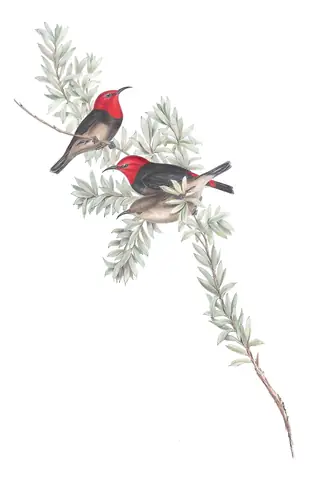 Volume IV, plate 64 of Gould's The Birds of Australia: Red-headed Myzomela (Myzomela erythrocephala)