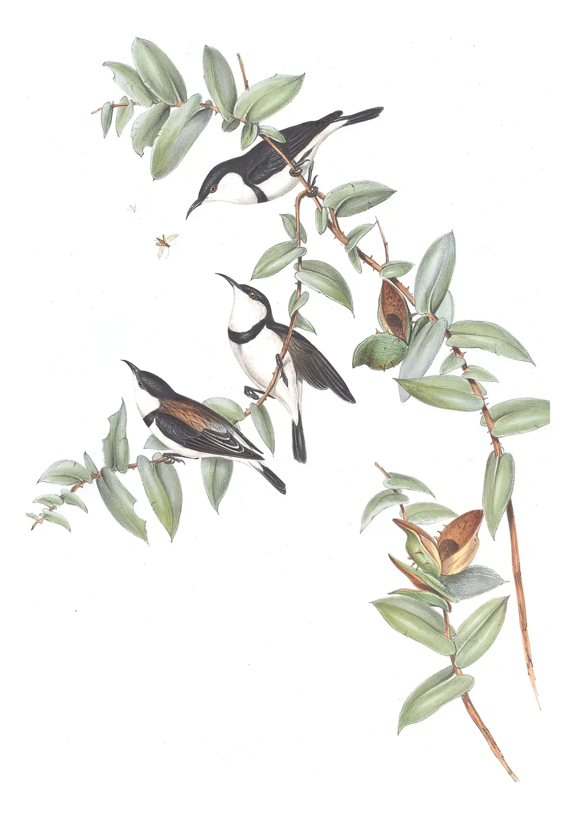 Volume IV, plate 65 of Gould's The Birds of Australia: Banded Honeyeater (Cissomela pectoralis)