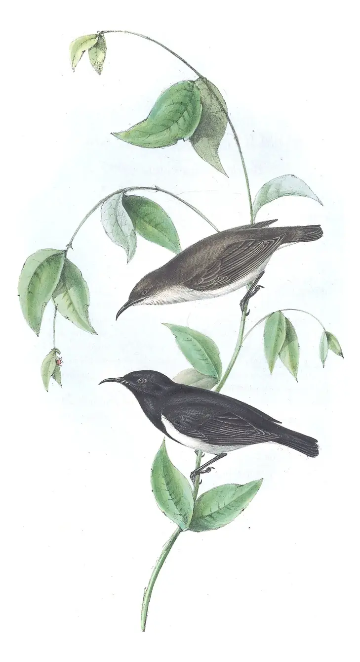 Volume IV, plate 66 of Gould's The Birds of Australia: Black Honeyeater (Sugomel nigrum)