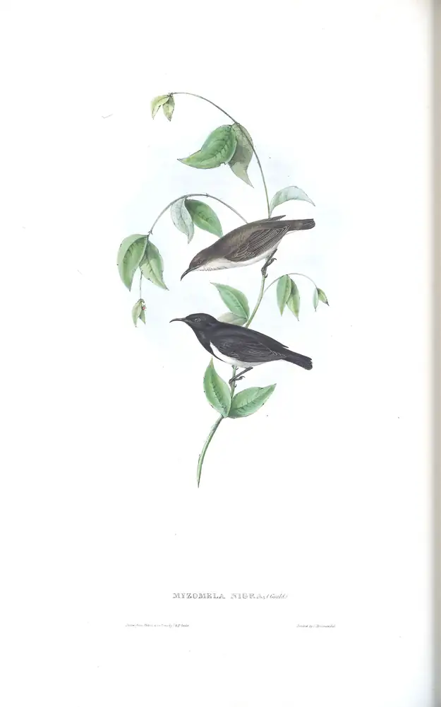 The whole sheet of volume IV, plate 66, with its engraved caption