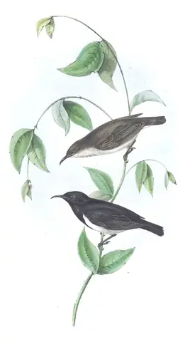 Volume IV, plate 66 of Gould's The Birds of Australia: Black Honeyeater (Sugomel nigrum)