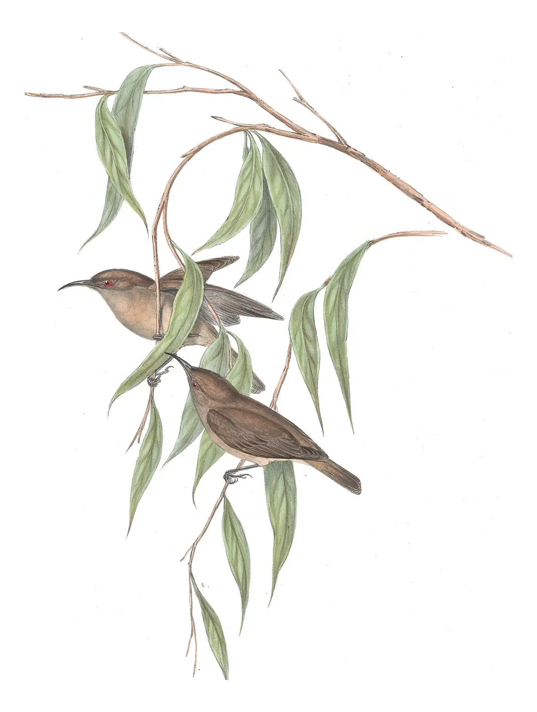 Volume IV, plate 67 of Gould's The Birds of Australia: Dusky Myzomela (Myzomela obscura)