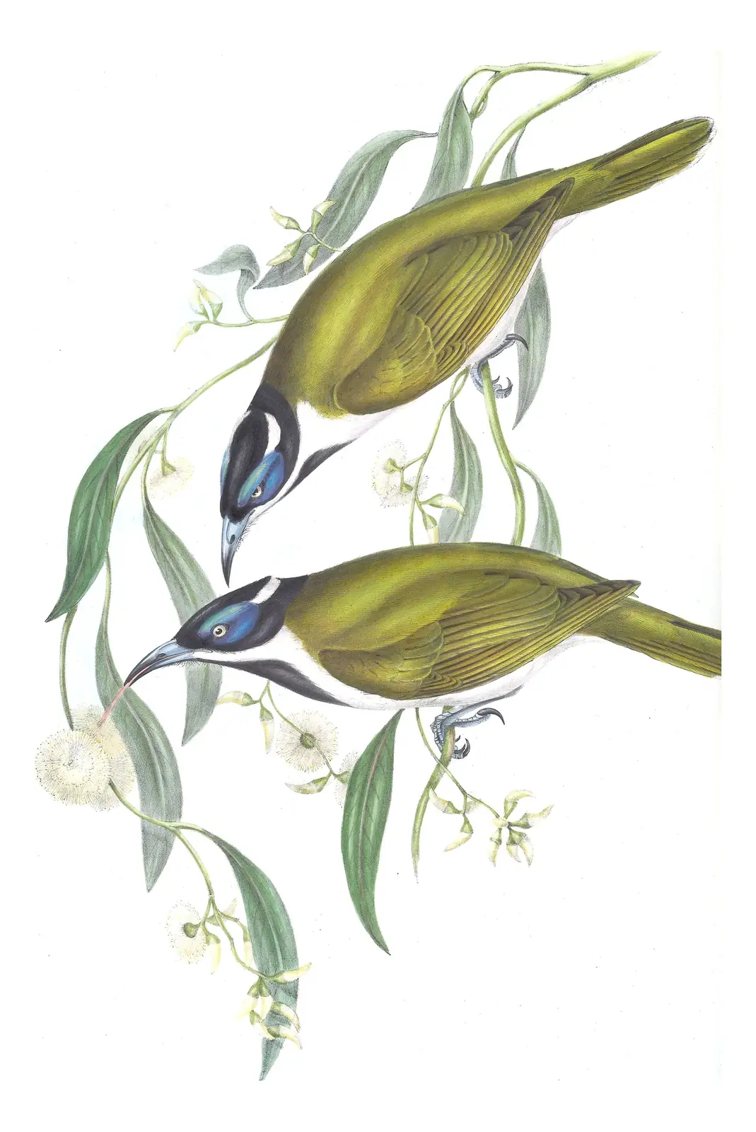 Volume IV, plate 68 of Gould's The Birds of Australia: Blue-faced Honeyeater (Entomyzon cyanotis)