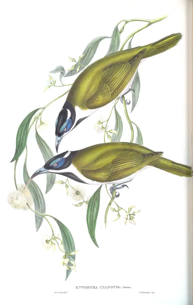 The whole sheet of volume IV, plate 68, with its engraved caption