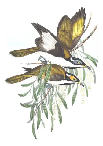 Volume IV, plate 69 of Gould's The Birds of Australia: Blue-faced Honeyeater (Entomyzon cyanotis)