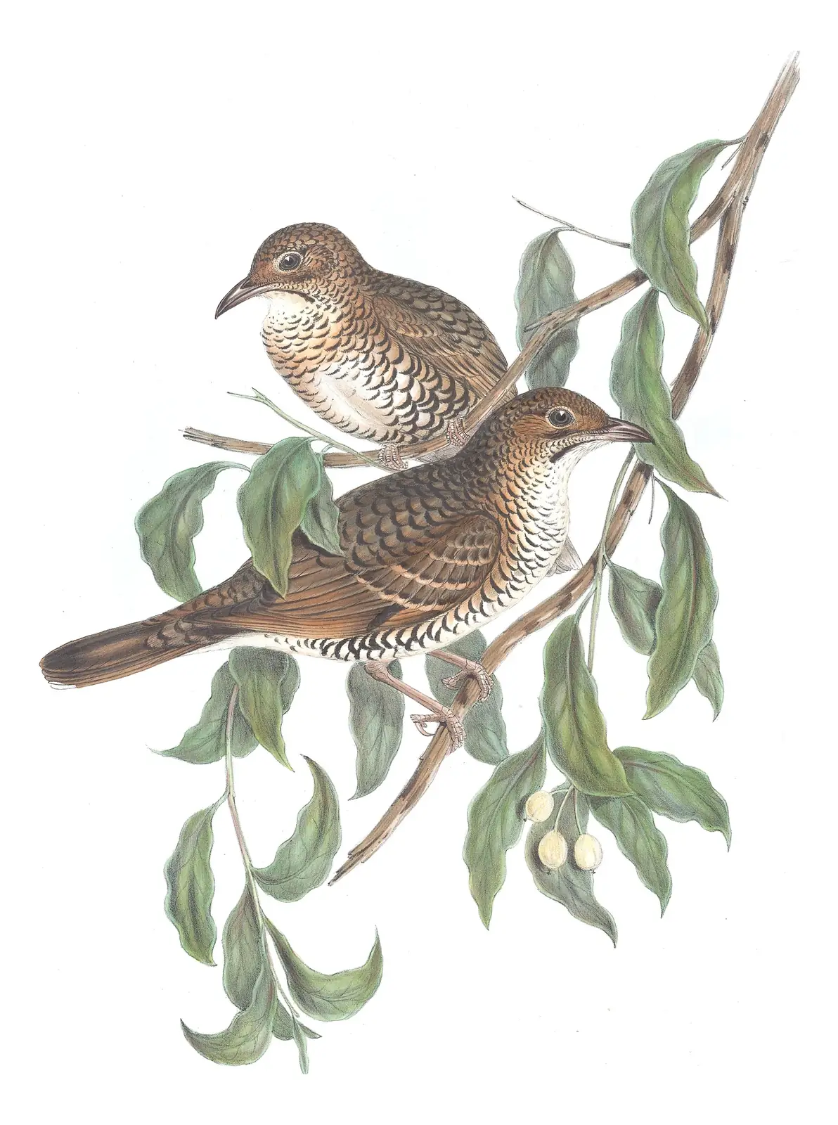 Volume IV, plate 7 of Gould's The Birds of Australia: Bassian Thrush (Zoothera lunulata)