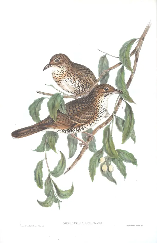 The whole sheet of volume IV, plate 7, with its engraved caption
