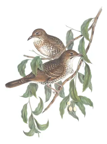 Volume IV, plate 7 of Gould's The Birds of Australia: Bassian Thrush (Zoothera lunulata)