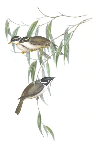 Volume IV, plate 70 of Gould's The Birds of Australia: Strong-billed Honeyeater (Melithreptus validirostris)