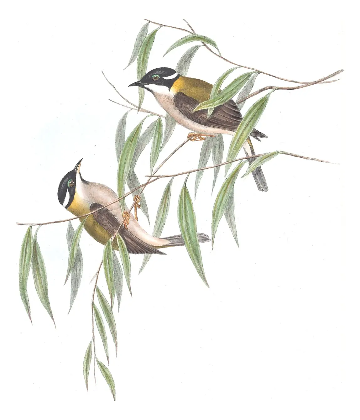 Volume IV, plate 71 of Gould's The Birds of Australia: Black-chinned Honeyeater (Melithreptus gularis)