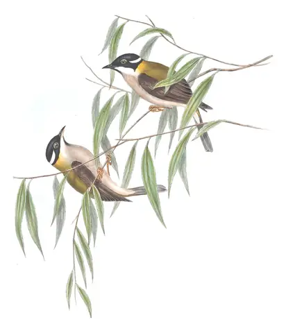 Volume IV, plate 71 of Gould's The Birds of Australia: Black-chinned Honeyeater (Melithreptus gularis)