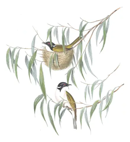 Volume IV, plate 72 of Gould's The Birds of Australia: White-naped Honeyeater (Melithreptus lunatus)