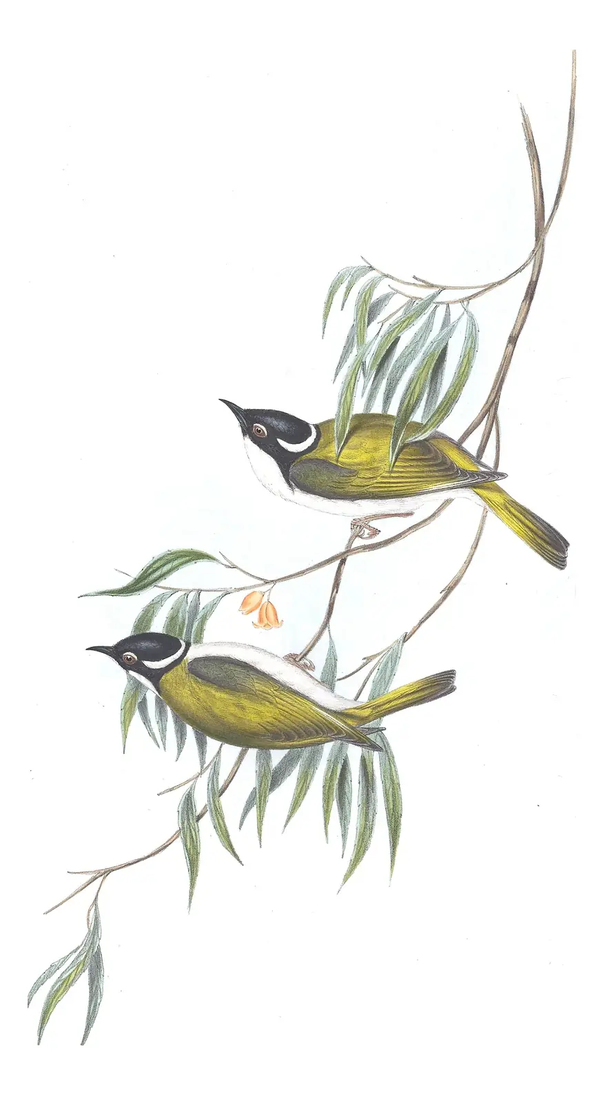 Volume IV, plate 73 of Gould's The Birds of Australia: Gilbert's Honeyeater (Melithreptus chloropsis)