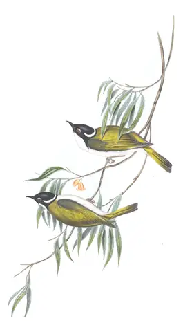 Volume IV, plate 73 of Gould's The Birds of Australia: Gilbert's Honeyeater (Melithreptus chloropsis)