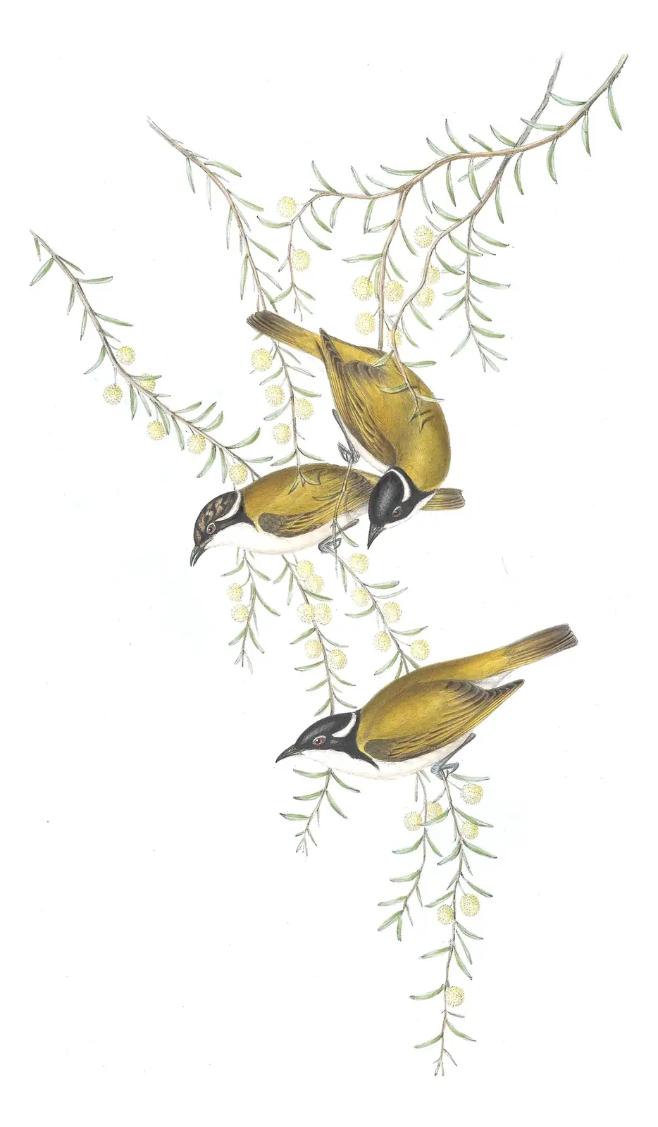 Volume IV, plate 74 of Gould's The Birds of Australia: White-throated Honeyeater (Melithreptus albogularis)