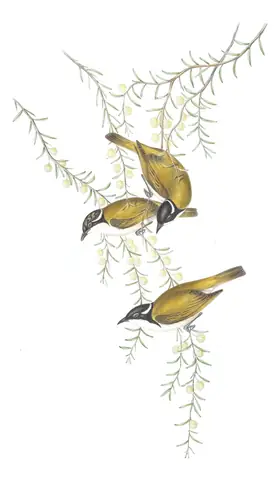 Volume IV, plate 74 of Gould's The Birds of Australia: White-throated Honeyeater (Melithreptus albogularis)